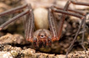 Las picaduras de la araña marrón ¿fake news?