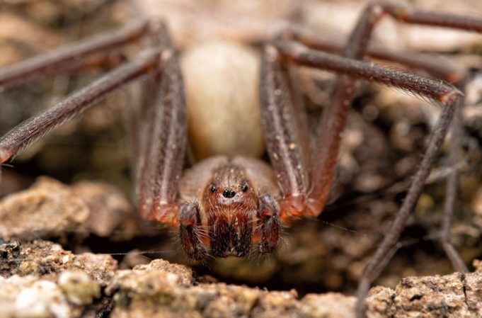 Las picaduras de la araña marrón ¿fake news?