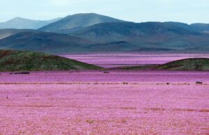 Inusuales lluvias hacen florecer al desierto más árido del mundo