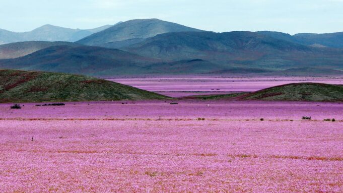 Inusuales lluvias hacen florecer al desierto más árido del mundo