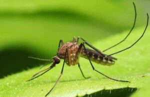 República Dominicana detecta virus "Oropouche”