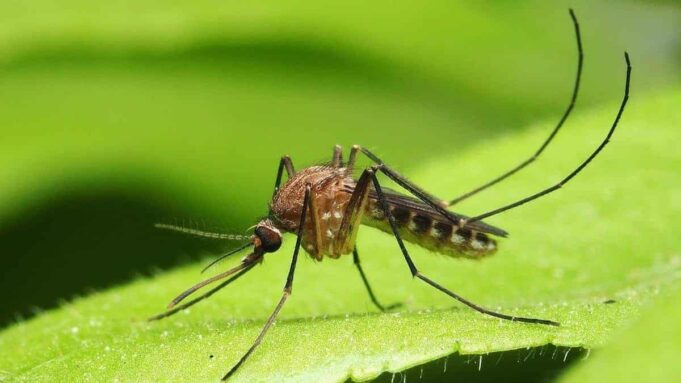 República Dominicana detecta virus "Oropouche”